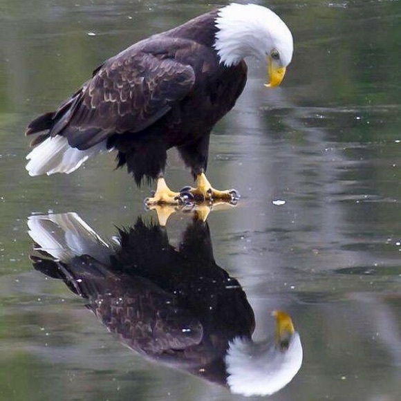 U.S. Army Vintage Physical Training Longsleeve Unisex Discontinued Tee - Picture 15 of 16